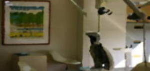 箕面市木田歯科